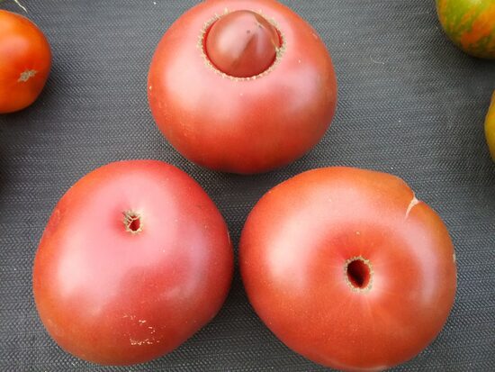 Сиреневый туман